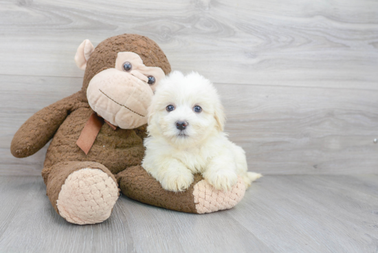 Akc Registered Havanese Purebred Pup