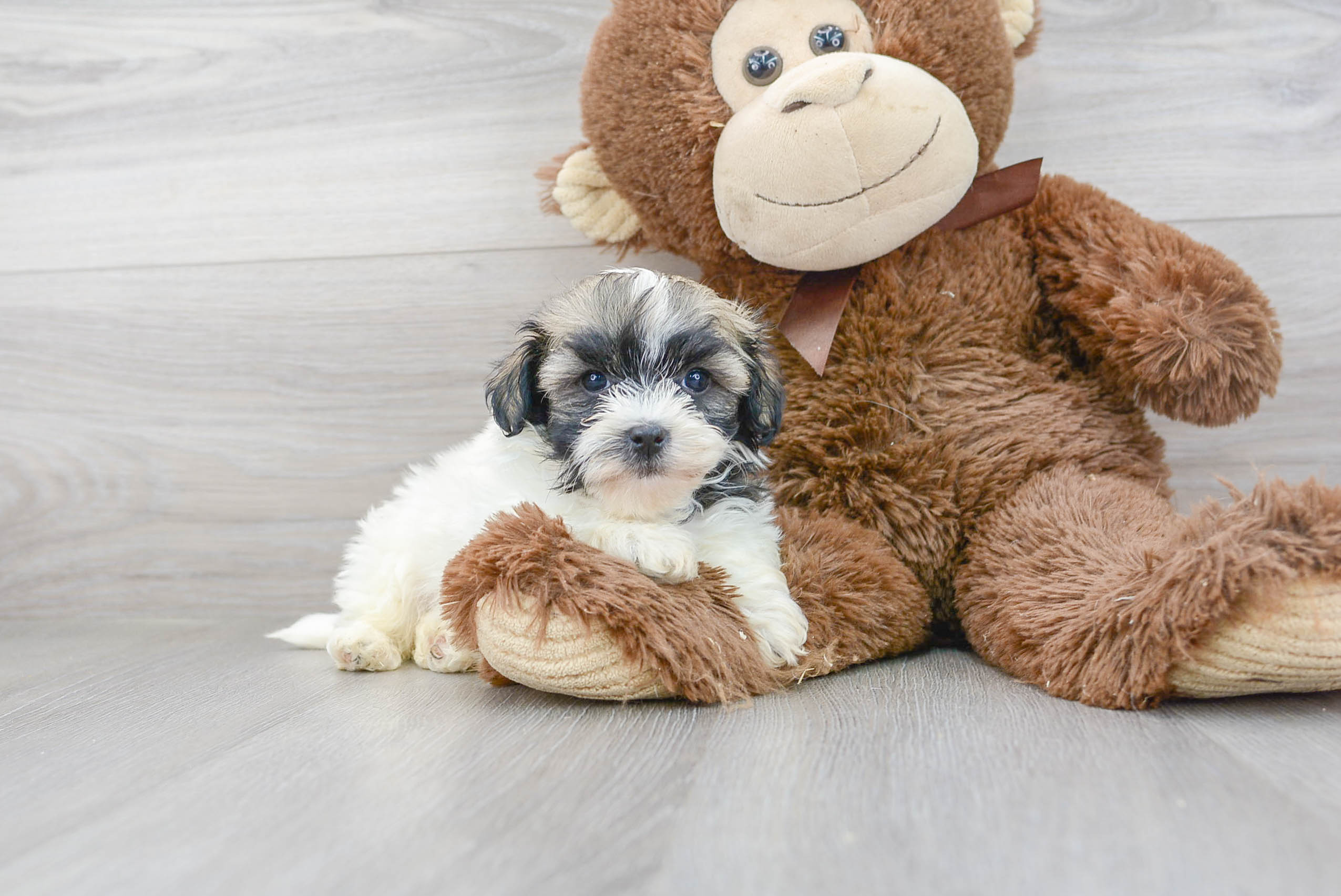Havanese Pup Being Cute