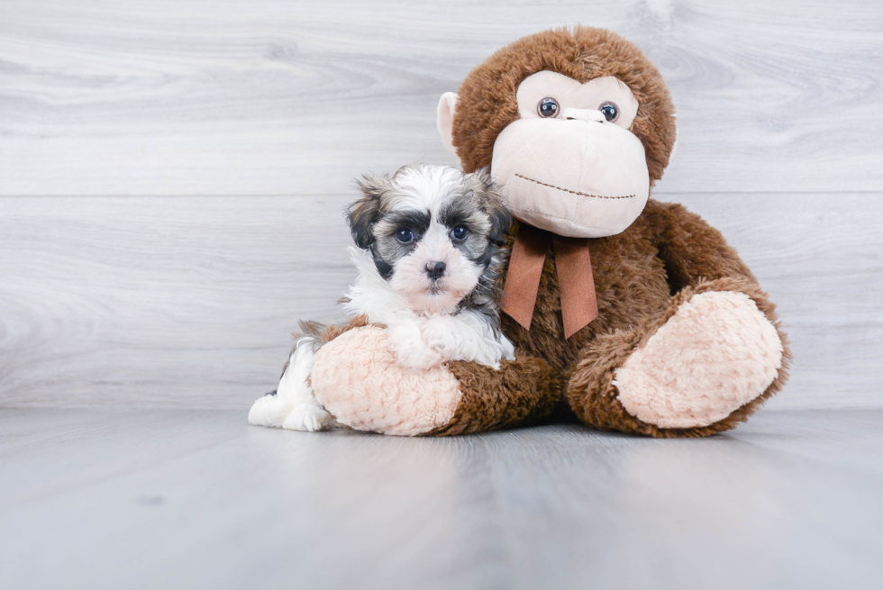 Best Havanese Baby