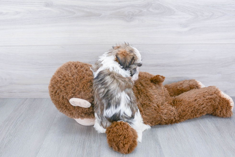 Havanese Pup Being Cute