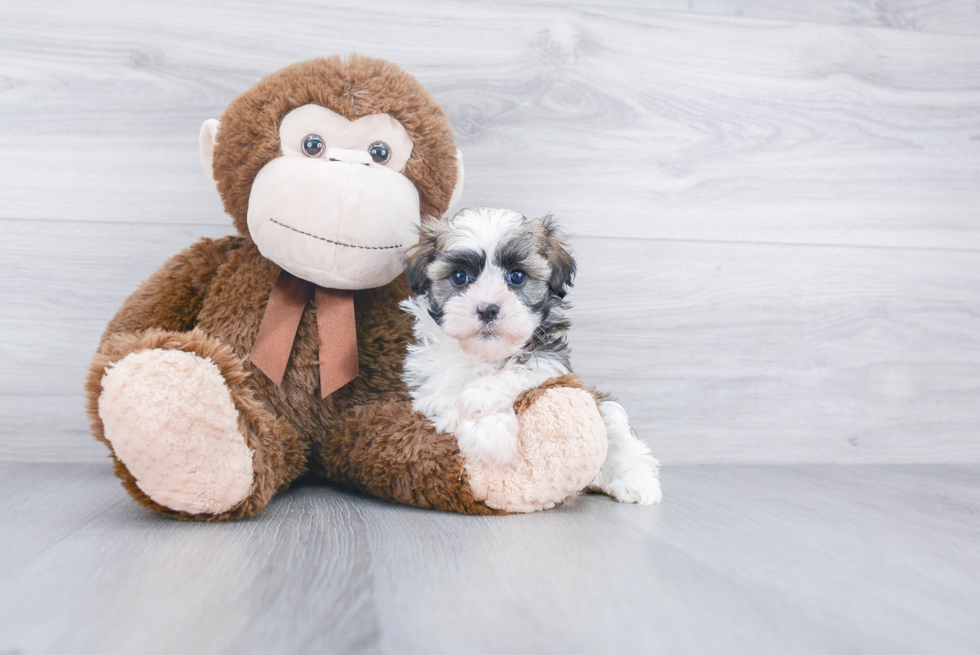 Small Havanese Baby