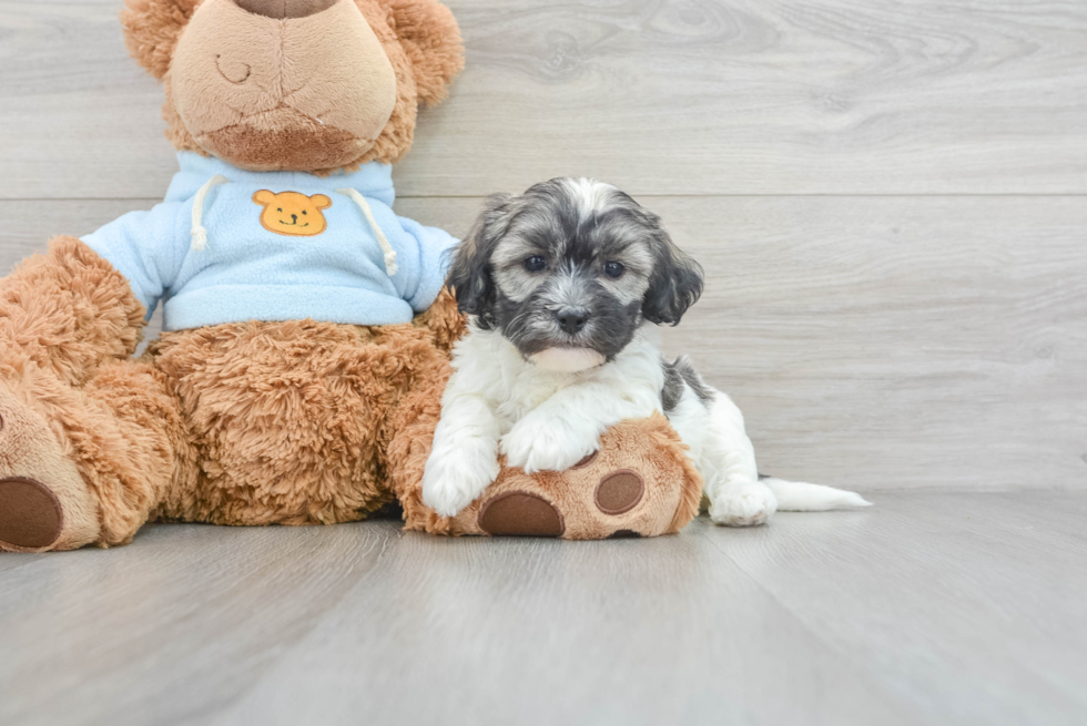 Little Havanese Purebred Pup