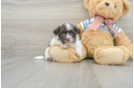 Havanese Pup Being Cute