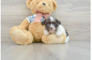 Playful Havanese Purebred Pup