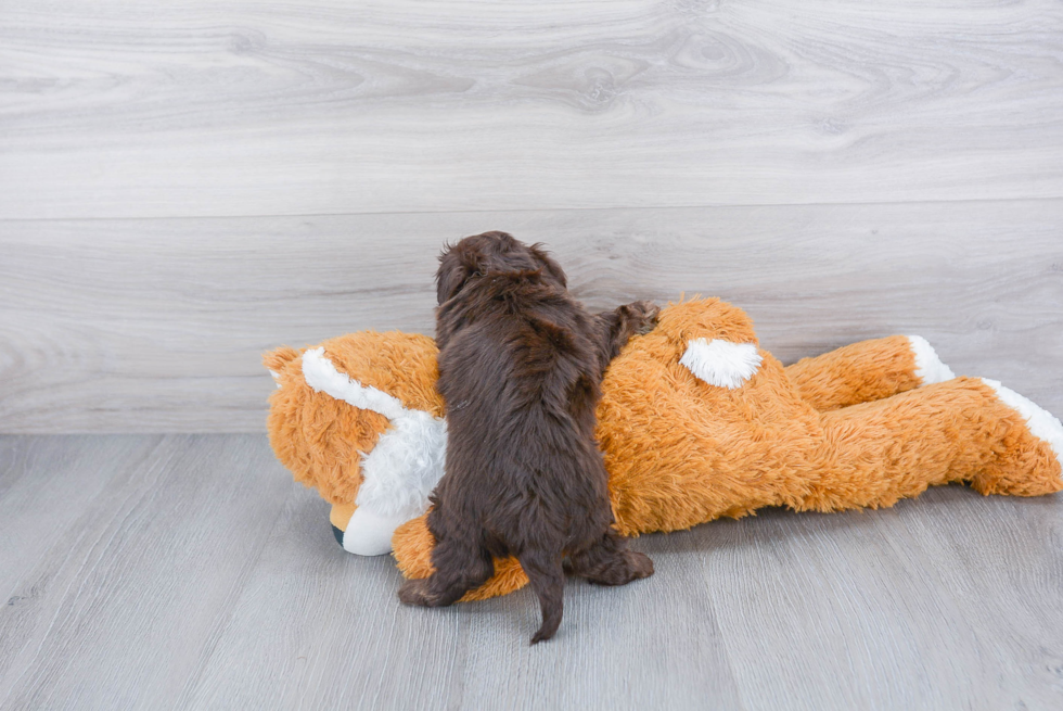 Sweet Havanese Purebred Puppy