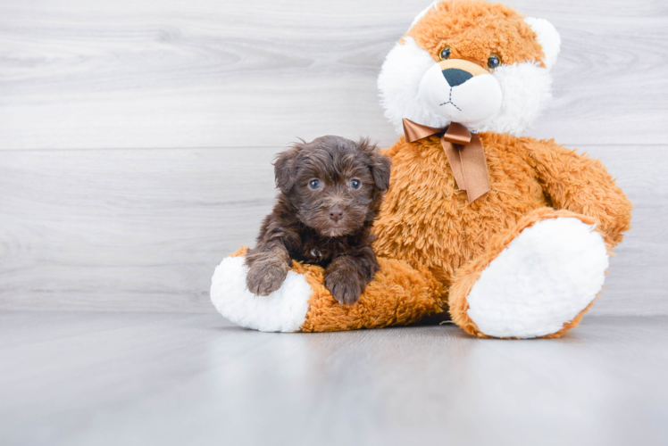 Havanese Pup Being Cute