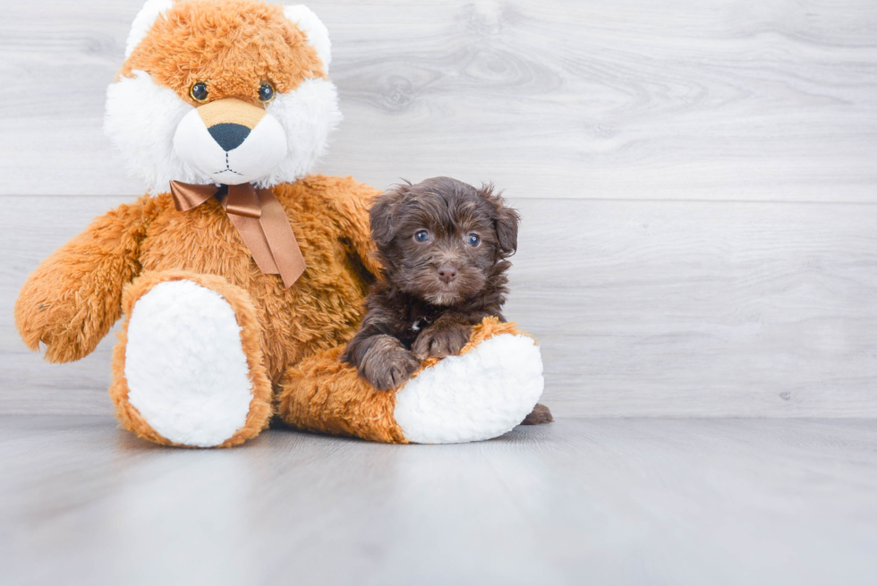 Petite Havanese Purebred Puppy