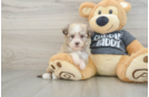 Havanese Puppy for Adoption