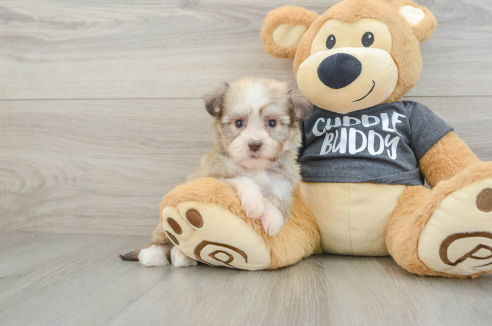 6 week old Havanese Puppy For Sale - Premier Pups
