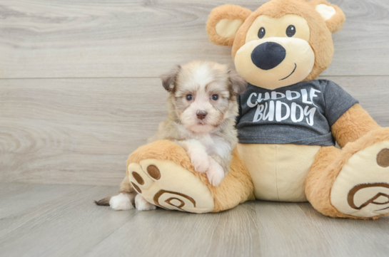 Havanese Puppy for Adoption