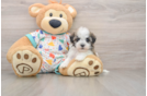 Petite Havaneser Purebred Puppy