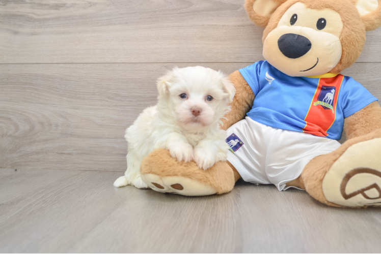 Havanese Puppy for Adoption