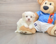 5 week old Havanese Puppy For Sale - Premier Pups