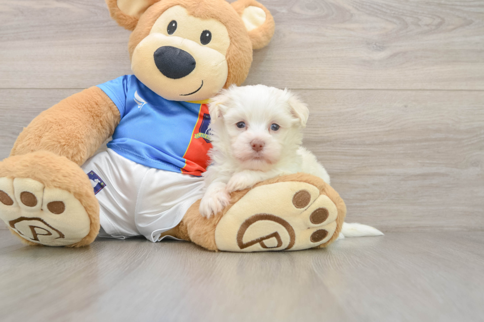 Havanese Puppy for Adoption