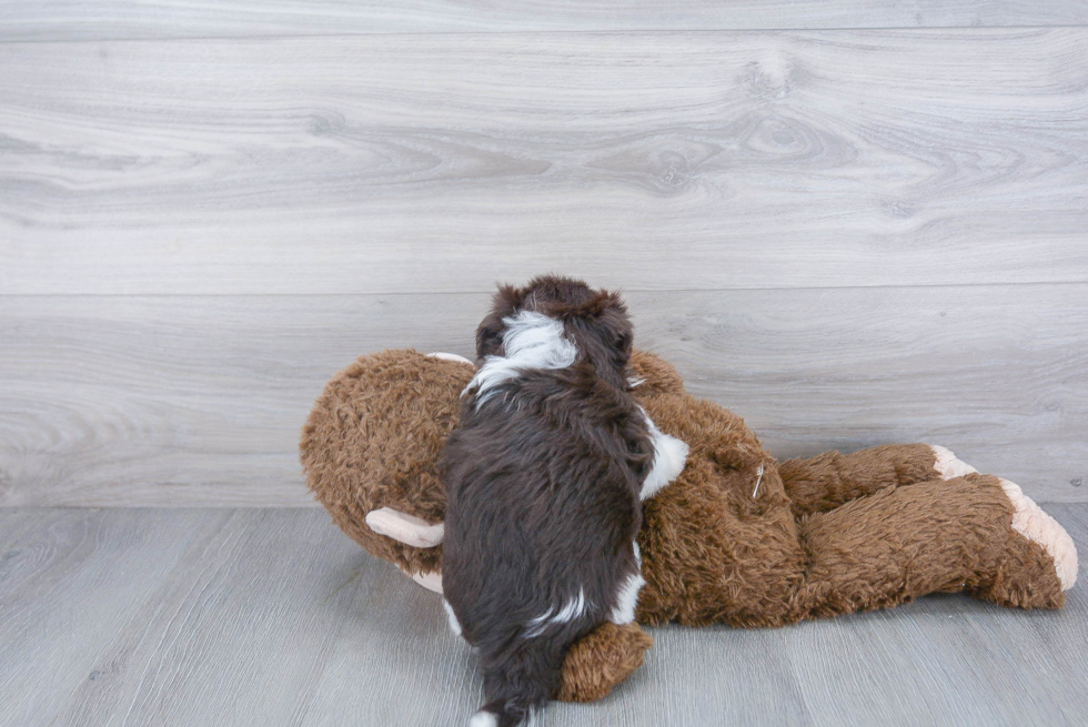 Small Havanese Baby