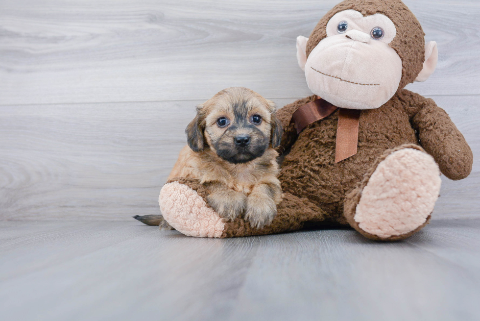 Havanese Puppy for Adoption