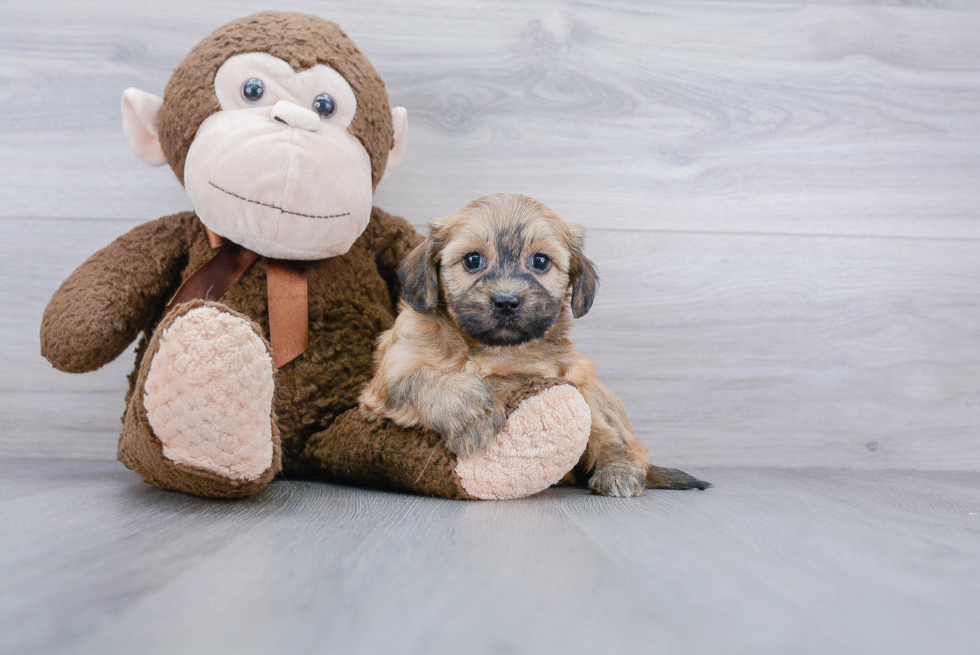 Adorable Havanese Purebred Puppy