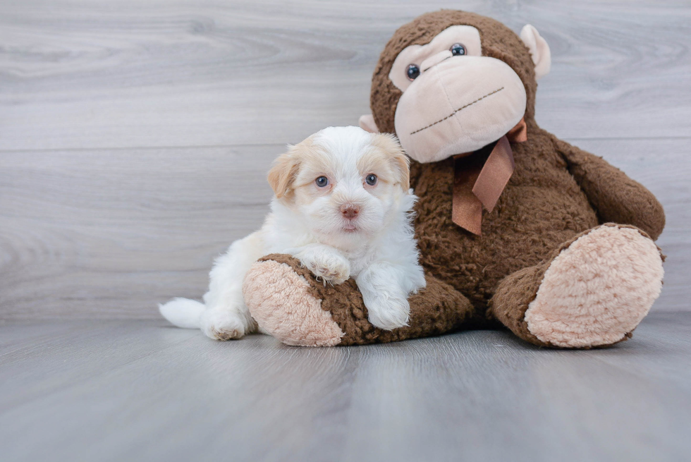 Havanese Pup Being Cute