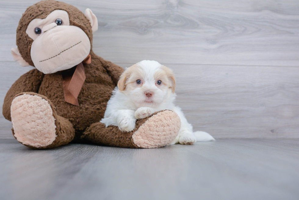 Fluffy Havanese Purebred Puppy