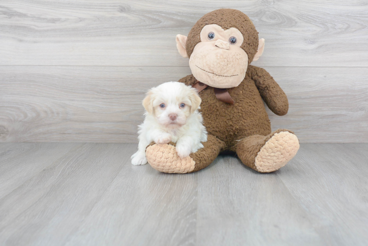 Havanese Puppy for Adoption