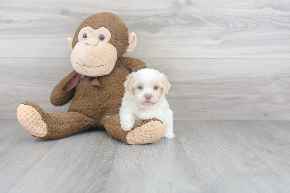 Adorable Havanese Purebred Puppy