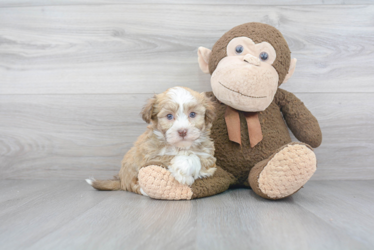 Happy Havanese Purebred Puppy