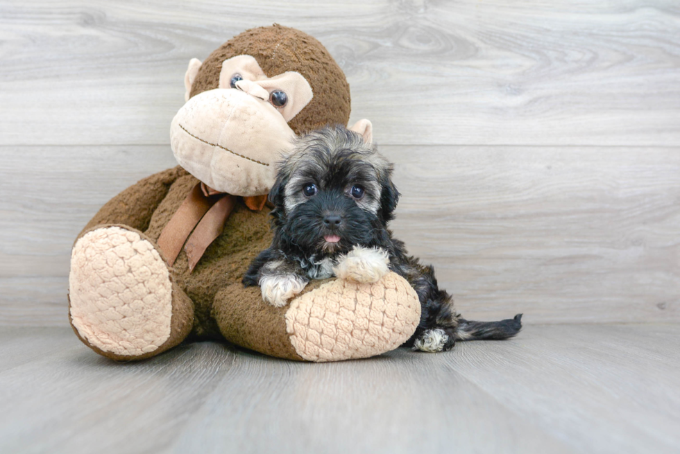 Havanese Puppy for Adoption