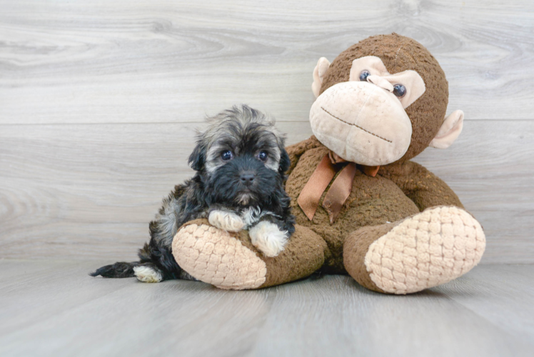 Friendly Havanese Baby