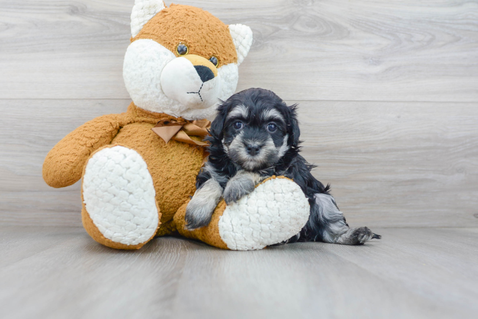 Havanese Pup Being Cute