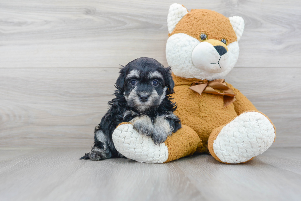 Funny Havanese Purebred Pup