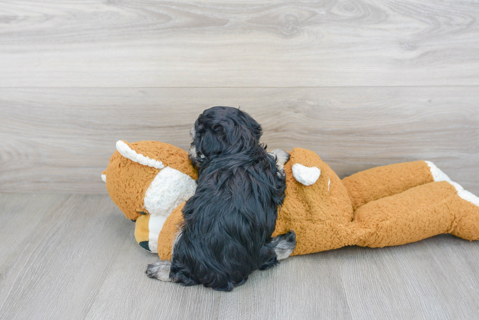 Popular Havanese Purebred Pup