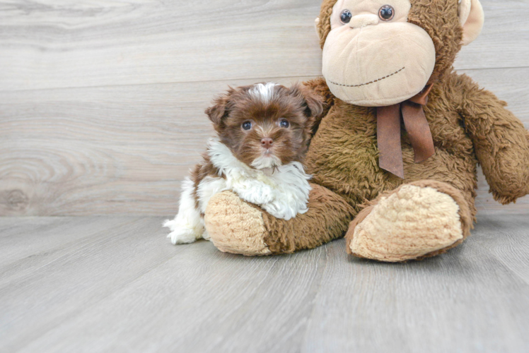 Havanese Pup Being Cute