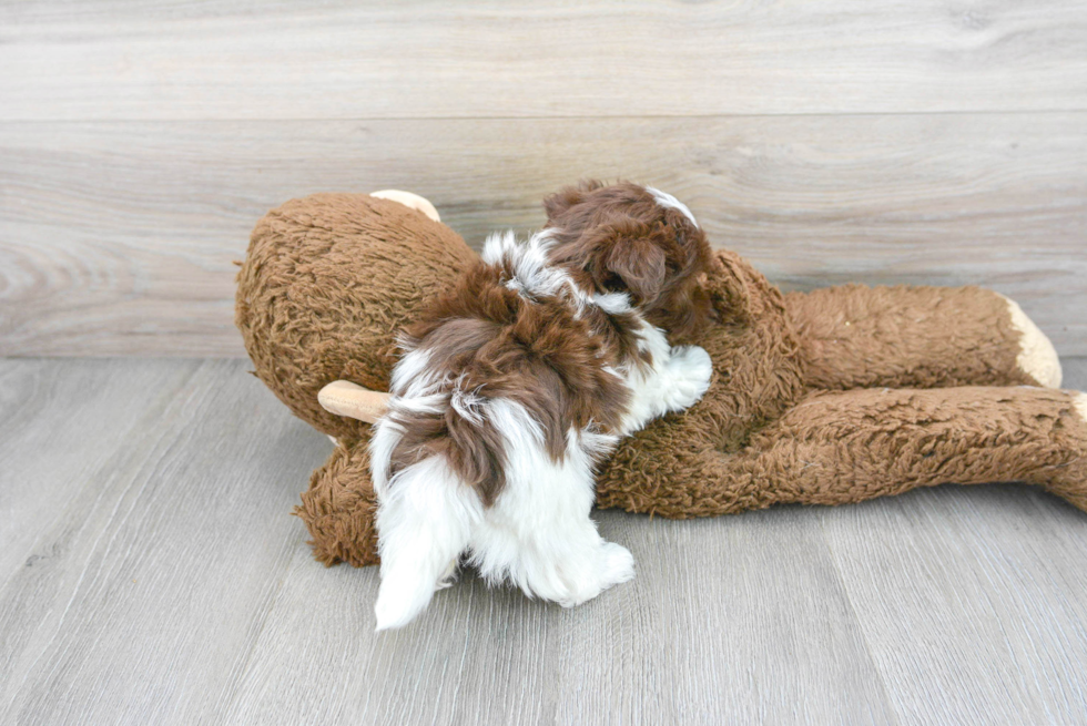 Havanese Pup Being Cute