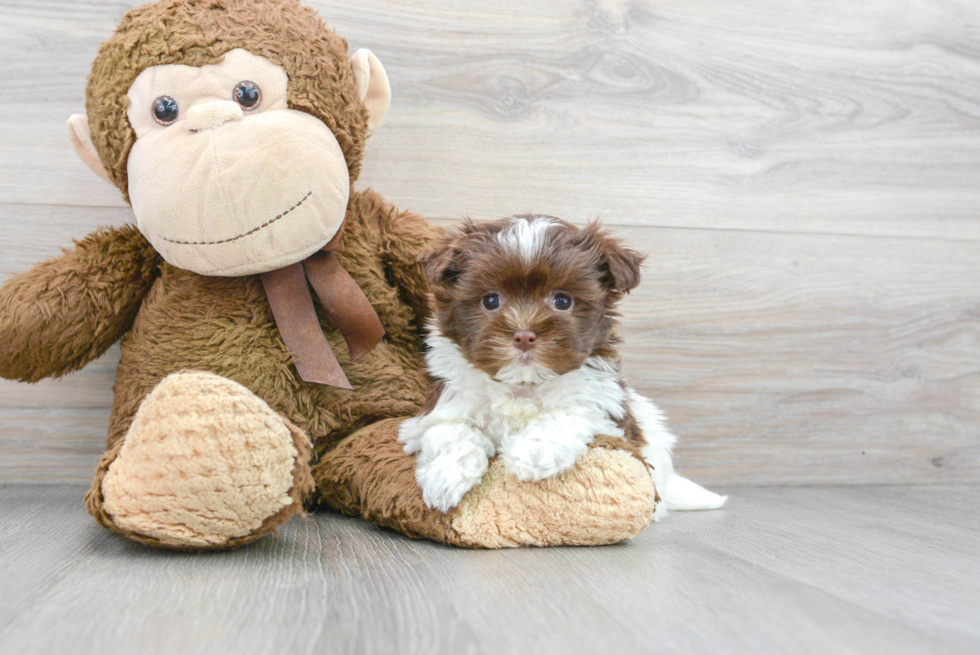 Happy Havanese Purebred Puppy