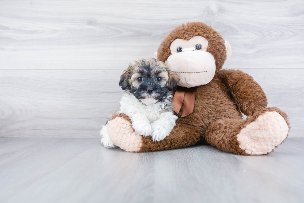 Adorable Havanese Purebred Puppy