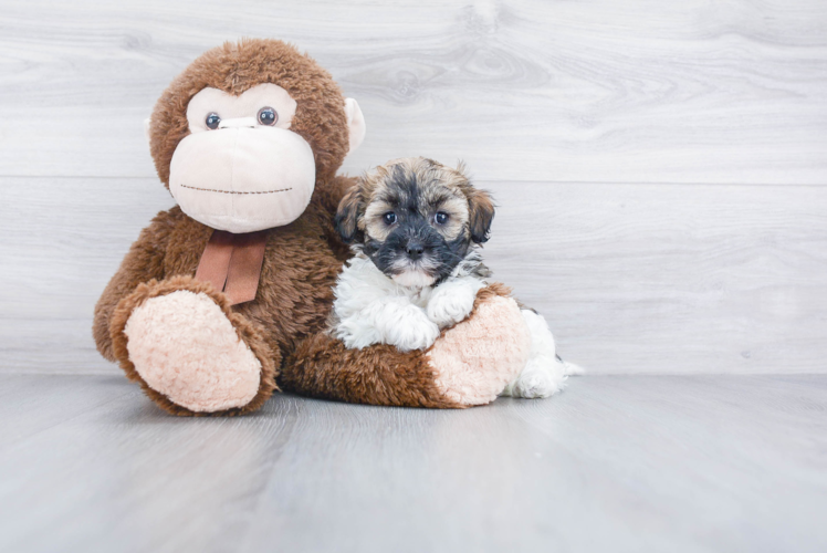 Funny Havanese Purebred Pup