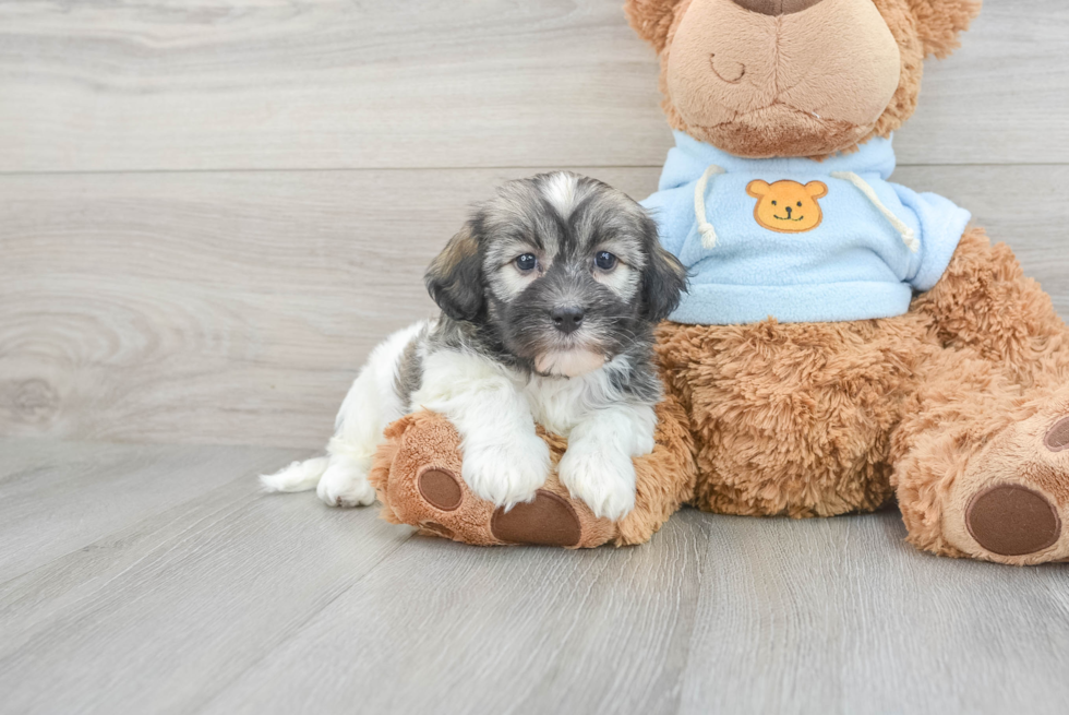 Havanese Pup Being Cute