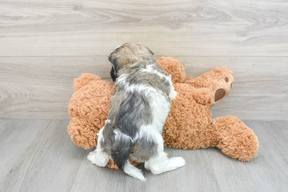 Little Havanese Baby