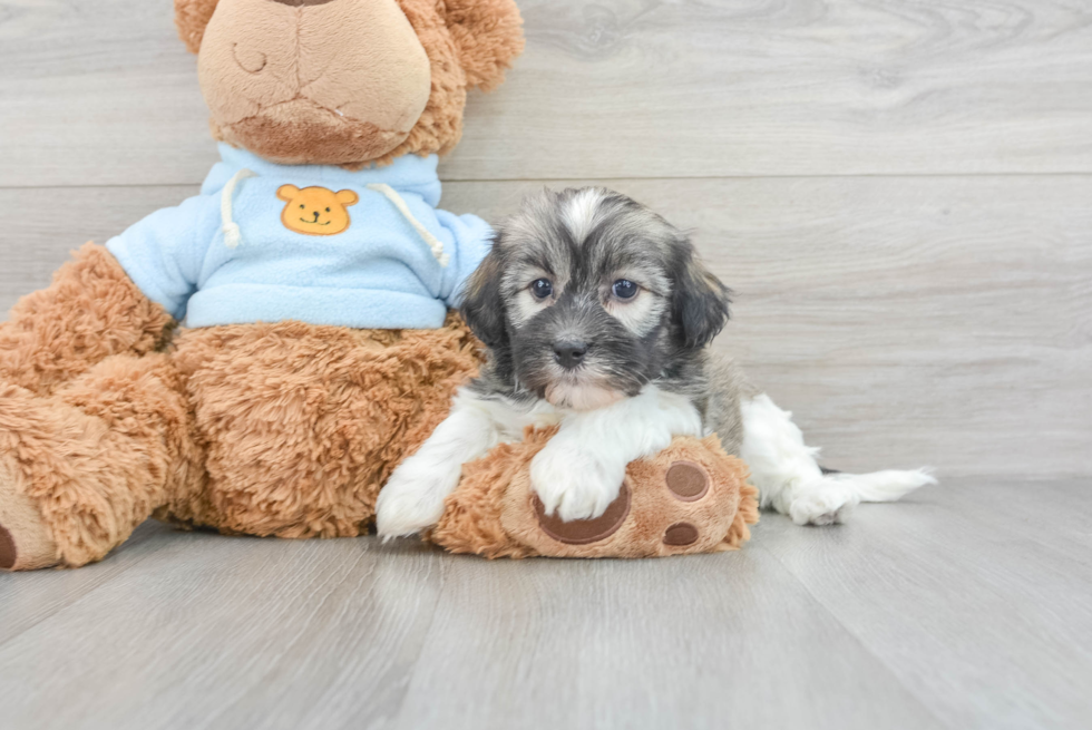 Akc Registered Havanese Purebred Pup