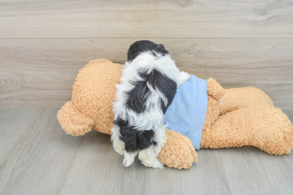 Small Havanese Purebred Pup