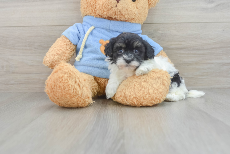 Havanese Pup Being Cute