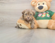 5 week old Havanese Puppy For Sale - Premier Pups