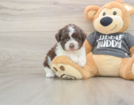 5 week old Havanese Puppy For Sale - Premier Pups