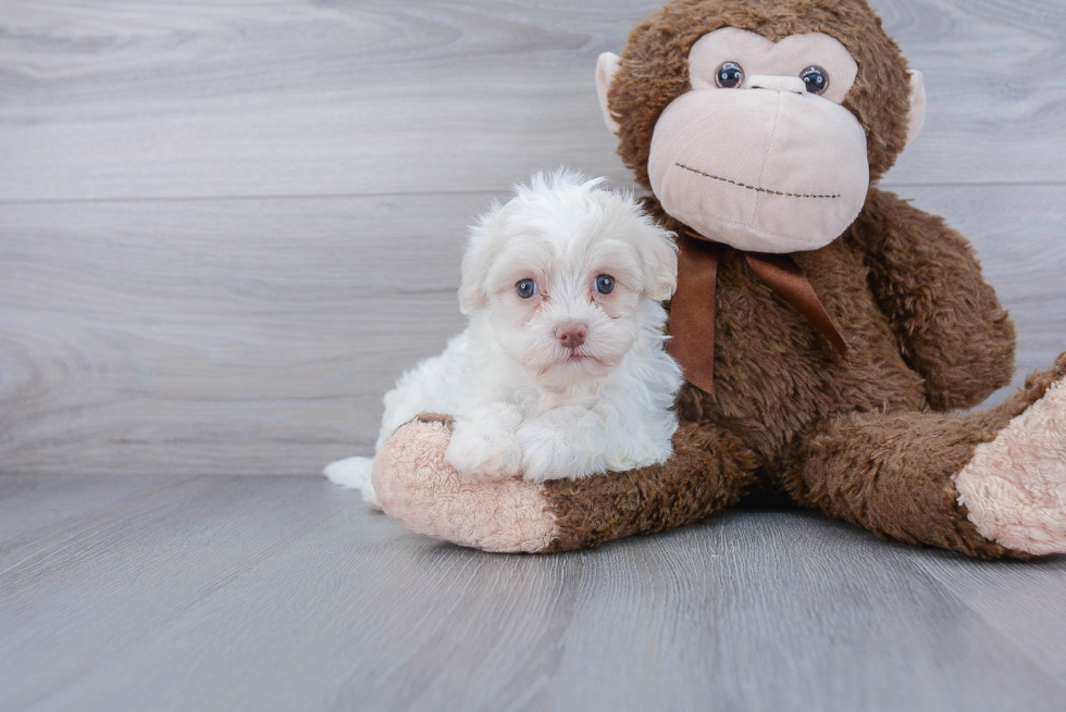 Small Havanese Purebred Pup