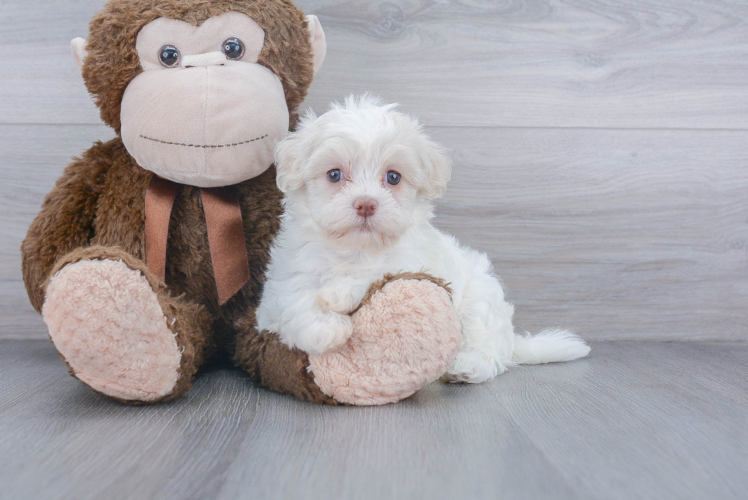 Havanese Pup Being Cute