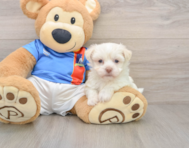 5 week old Havanese Puppy For Sale - Premier Pups