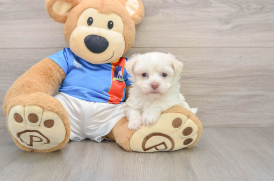 Fluffy Bichon Habanero Purebred Puppy