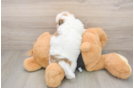 Havanese Puppy for Adoption