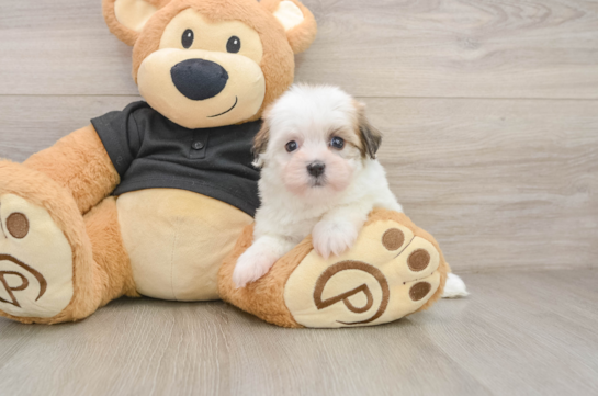 Best Havanese Baby