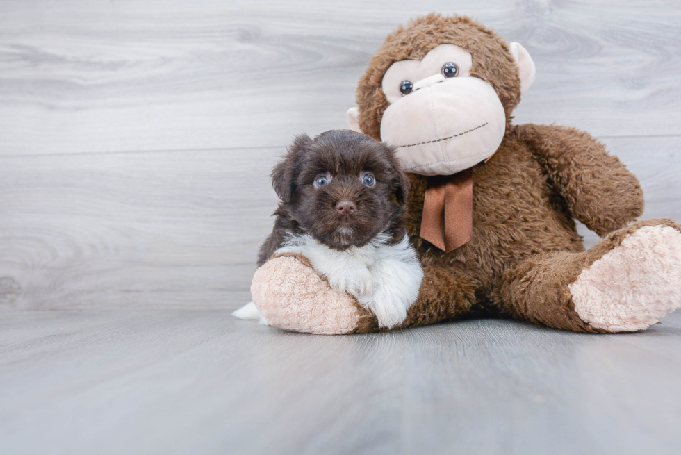 Popular Havanese Baby